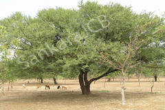 Acacia nilotica subsp. indica